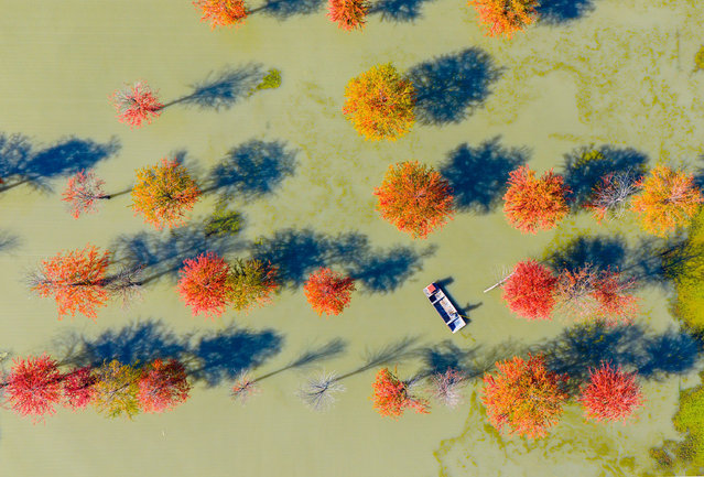 Farmers feed crabs under Metasequoia at the Sihong County Ecological Breeding Base in Suqian City, Jiangsu Province, China, on November 19, 2025. (Photo by Costfoto/NurPhoto/Rex Features/Shutterstock)