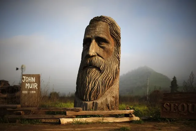 A giant chainsaw carved bust of naturalist John Muir is seen in Lemon Cove near the entrance to Sequoia National Park, California January 17, 2015. (Photo by Lucy Nicholson/Reuters)