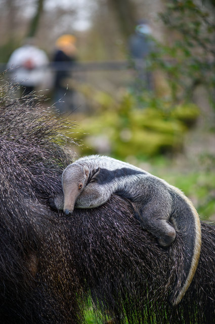 An army anteater cub clings to the fur of the mother animal “Estrella” at the zoo in Magdeburg, Germany on March 3, 2021. The offspring among the great anteaters had already been born on 08 February 2021 at Magdeburg Zoo and does not yet have a name. (Photo by Klaus-Dietmar Gabbert/dpa-Zentralbild/ZB)
