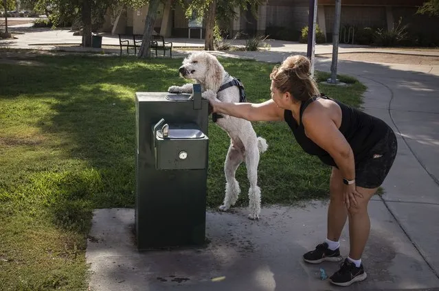 Wanesia Misquadace, a Great Lakes Anishinaabe artist and professor at Arizona State University, pushes the button for her service dog ItzaPoo as he drinks from a water fountain at Pecos Park during extreme heat in Phoenix, Arizona on July 16, 2023. (Photo by Caitlin O'Hara for The Washington Post)