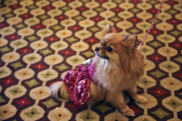 Sophia Loren, a Pomeranian, sits before a news conference for the upcoming 139th Annual Westminster Kennel Club Dog Show in New York February 12, 2015. (Photo by Shannon Stapleton/Reuters)