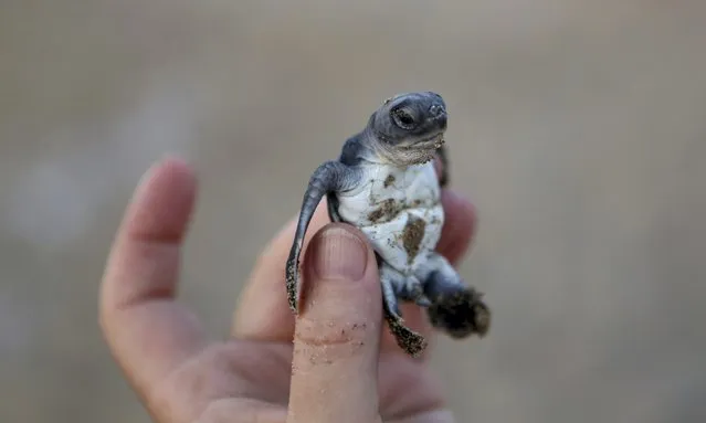 In this photo taken on Thursday, August 9, 2018, a conservationist holds up a tiny sea turtle that just hatched from its nest on Cyprus' protected Lara beach. Cyprus' Green and Loggerhead turtles have made a strong comeback thanks to pioneering conservation efforts stretching back decades, with the increase in numbers all the more remarkable as the Green turtle given that it only lays eggs in Cyprus and Turkey. (Photo by Petros Karadjias/AP Photo)