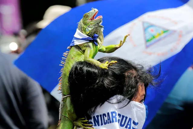 An anti-government protester carries an iguana on her head, as she takes part in a protest against Nicaraguan President Daniel Ortega's government in Managua, Nicaragua September 15, 2018. (Photo by Oswaldo Rivas/Reuters)