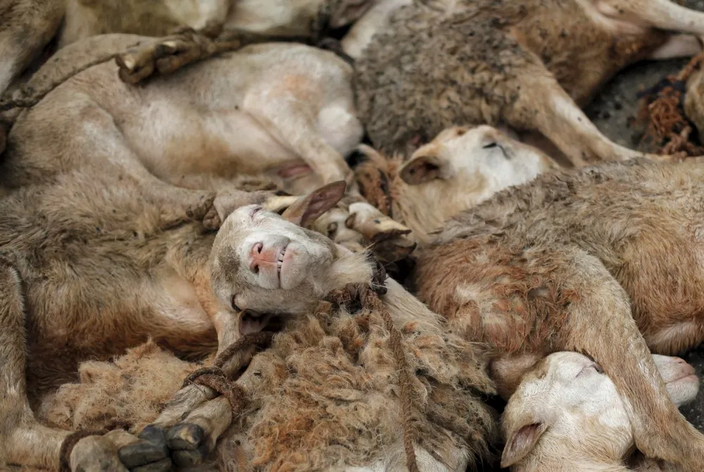 Inside a Haitian Slaughterhouse