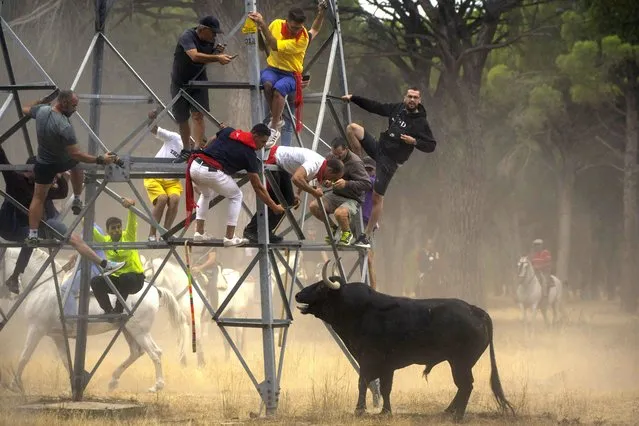 Men escape a bull during the “Toro de la Vega” bull festival in Tordesillas, near Valladolid, Spain, Tuesday, September 13, 2022. Hundreds of people have taken part in a centuries-old Spanish bull-chasing festival, but under orders once again that the animal should not be harmed with spears or darts. The Toro de La Vega festival in the northcentral town of Tordesillas traditionally saw the bull speared to death by revelers who chased it from the town to outlying fields on horseback and on foot. (Photo by Manu Fernandez/AP Photo)