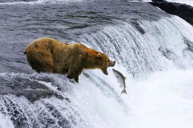 This undated image provided by MacGillivray Freeman Films shows a brown bear catching salmon in Katmai National Park and Preserve in Alaska, shot in slow motion with a telephoto lens. The image appears in the new “National Parks Adventure” IMAX movie opening Friday. The movie is part of a yearlong celebration of the National Park Service centennial. (Photo by Brad Ohlund/MacGillivray Freeman Films/VisittheUSA.com via AP Photo)