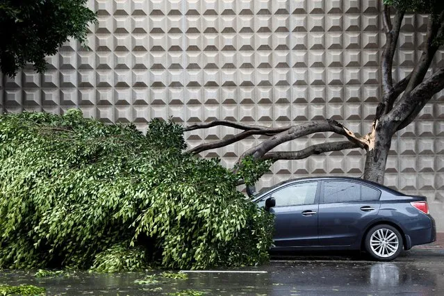 A downed tree covers a parked vehicle during a winter storm in San Francisco, California, January 8, 2017. (Photo by Stephen Lam/Reuters)