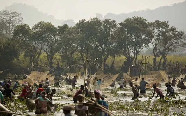 Indian villagers participate in community fishing as part of Bhogali Bihu celebrations in Panbari village, some 50 kilometers (31 miles) east of Gauhati, India, Monday, January 14, 2019. “Bhogali Bihu” marks the end of the harvest season in the northeastern state of Assam. (Photo by Anupam Nath/AP Photo)