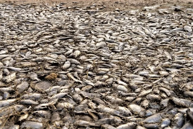 Dead fish cover the bottom of the dried-up Kakhovka Reservoir after recent catastrophic destruction of the Kakhovka dam near Kherson, Ukraine, Sunday, June 18, 2023. (Photo by Mstyslav Chernov/AP Photo)