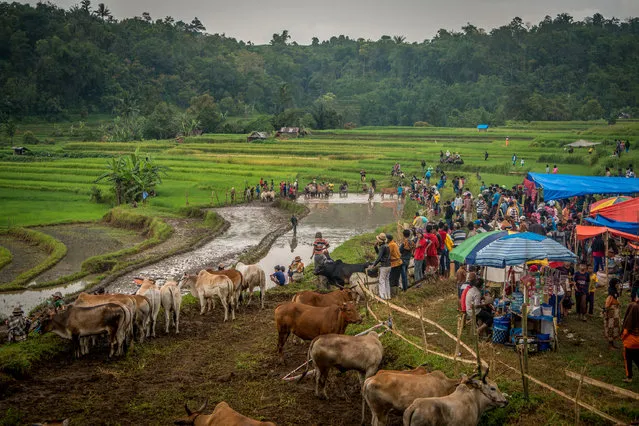 Rice field where cows race, on March 12, 2016 in Padang, West Sumatra, Indonesia. For hundreds of years these farmers have competed in one of the worldís most oddest races in the hopes of showing off their cattle. Known as Pacu Jawi the traditional cow race takes place in Padang, West Sumatra, and has become the highlight of the year for locals. Every year before the rice planting season farmers from all over the district compete in the muddy event with the fastest cows fetching a high price from onlooking potential buyers. The race was captured by photographer and cyber security expert, Teh Han Lin on a visit to Indonesia. (Photo by Teh Han Lin/Barcroft Images)