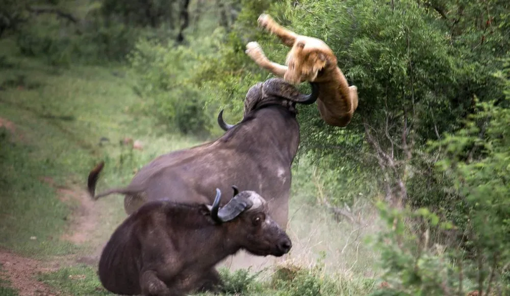Buffalo vs Lions