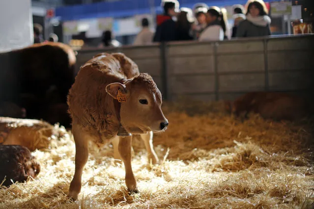 A calf is pictured at the International Agricultural Show in Paris, France, February 29, 2016. The Paris Farm Show runs from February 27 to March 6, 2016. (Photo by Benoit Tessier/Reuters)