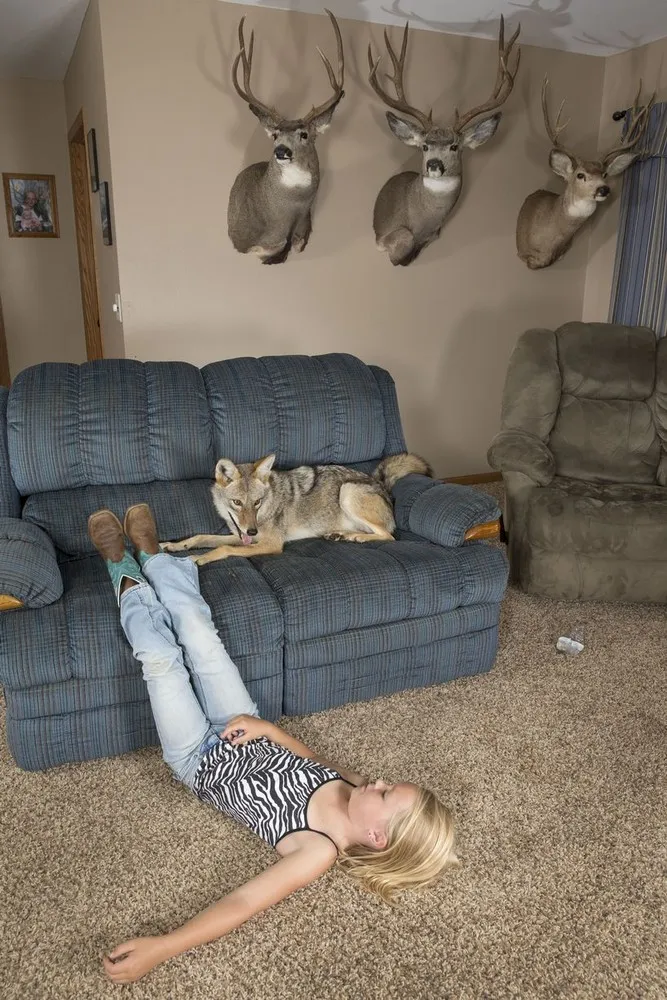 Eight-year-old Girl Keeps Coyote as Family Pet
