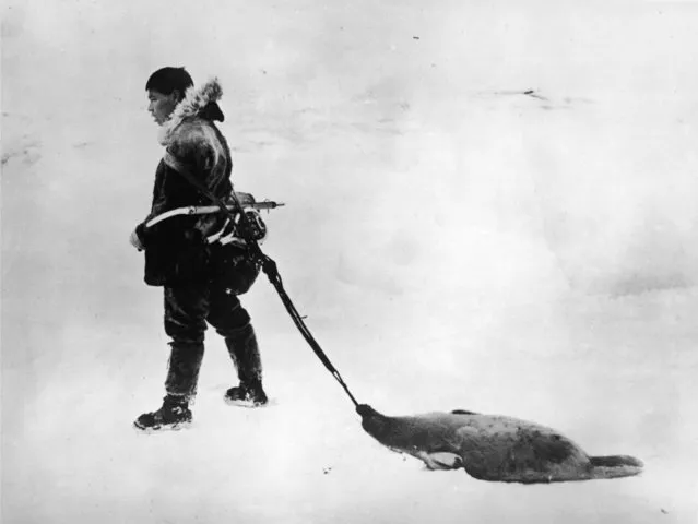 An Inuit hunter in Canada drags the carcass of a seal behind him, March 1924. (Photo by Topical Press Agency/Hulton Archive/Getty Images)