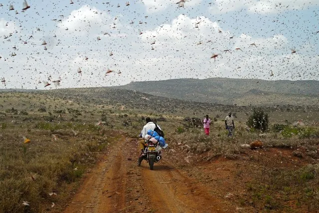 Shortlisted; The plague. Borana, Kenya. In 2019, Kenya and most of east Africa saw its worst locust outbreak in 70 years. Varying weather due to climate change and travel and shipping restrictions have meant the outbreaks are getting larger and harder to control. (Photo by Henry Harte/Royal Society of Biology Photography Competition)