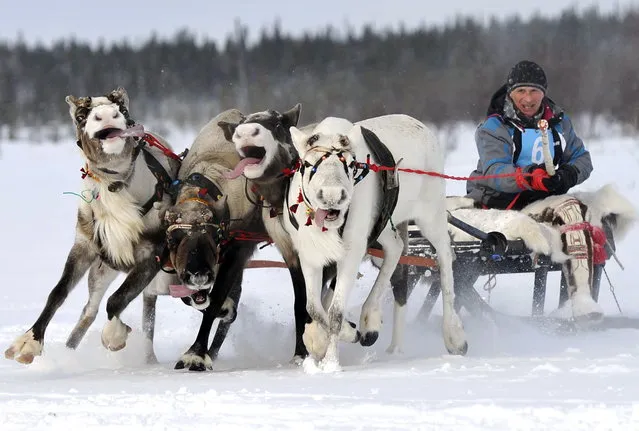 A reindeer sled race during Reindeer Herder's Day celebrations in the village of Lovozero, Murmansk, Russia on March 21, 2016. (Photo by Lev Fedoseyev/TASS via ZUMA Press)