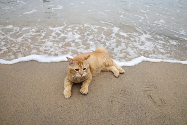 A cat is seen lying at deserted Black Sand Beach, as Langkawi gets ready to open to domestic tourists from September 16, amid the coronavirus disease (COVID-19) pandemic, in Malaysia on September 15, 2021. (Photo by Lim Huey Teng/Reuters)