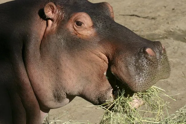 A handout by Denver Zoo shows Bertie, a 58-year-old male hippopotamus, the Zoo's longest resident, in this image released on May 4, 2015. Denver Zoo was mourning the death on Monday of Bertie, a 58-year-old male hippopotamus who was its longest resident and the oldest hippo accredited to a North American zoo, officials said. (Photo by Reuters/Denver Zoo)