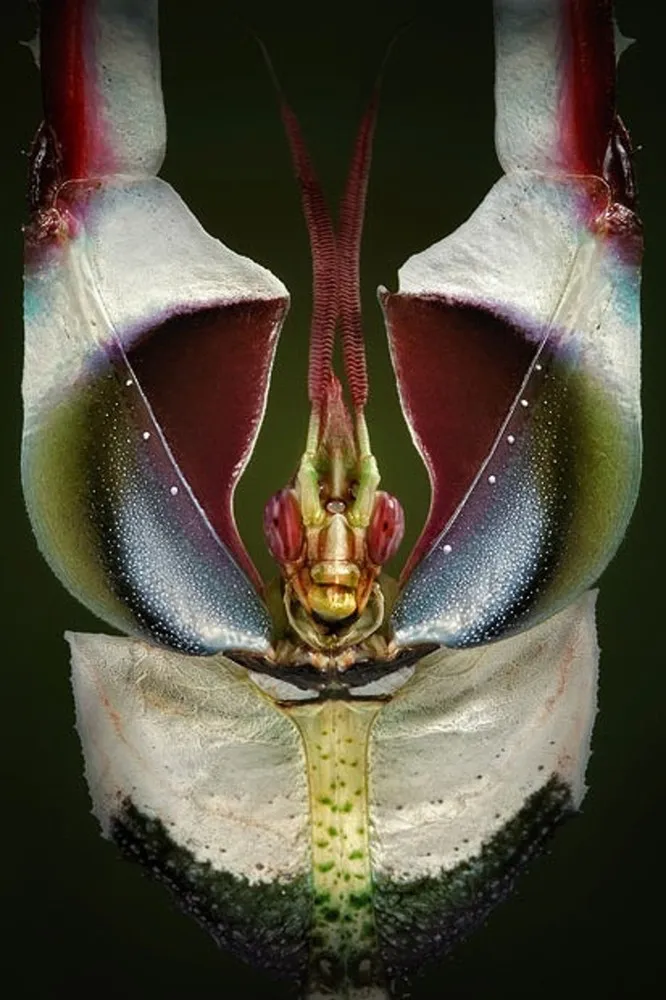 Insects Captured by Igor Siwanowicz