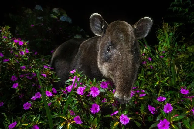 Peek-a-boo by Michiel Van Noppen, the Netherlands. Michiel took this photo of Dantita, as she is fondly known, at the foothills of Braulio Carrillo national park, close to San José in central Costa Rica. The Baird’s tapir, or “gardeners of the forest”, are extremely important to their natural habitat, with some seeds only germinating after passing through the tapir. But owing to threats from deforestation and hunting, there are estimated to be only 6,000 left in the wild. (Photo by Michiel van Noppen/Wildlife Photographer of the Year 2021)