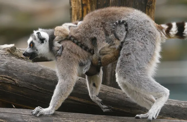 A Lemur catta, also known as ring-tailed lemur, with eleven-day-old cubs clinging to its neck and belly, walks along a tree at the Schoenbrunn zoo in Vienna, Austria, April 1, 2016. (Photo by Heinz-Peter Bader/Reuters)