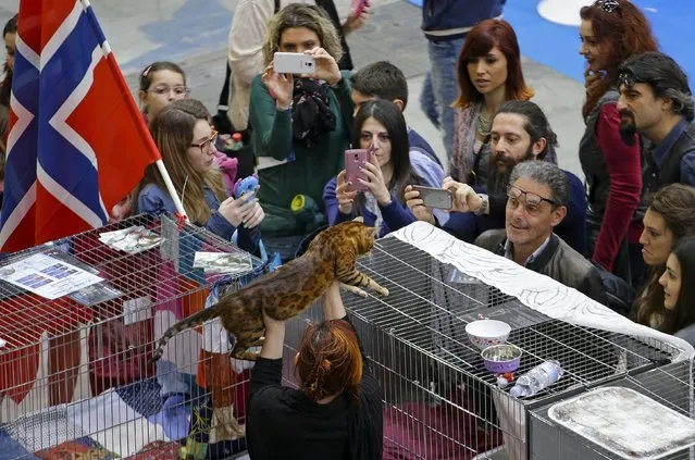People look at a Bengal cat during the Mediterranean Winner 2016 cat show in Rome, Italy, April 3, 2016. (Photo by Max Rossi/Reuters)