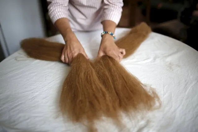 Lisa Vella-Gatt, 46, processes the wool of alpacas at her house in Benfeita, Portugal May 11, 2015. (Photo by Rafael Marchante/Reuters)