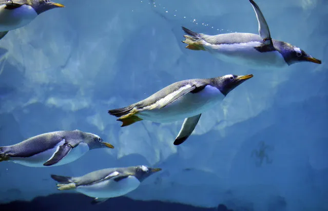 Penguins swim in the Detroit Zoo's new Polk Penguin Conservation Center, Wednesday, April 13, 2016, in Royal Oak, Mich. The new penguin habitat that the zoo calls the world's largest such facility offers its 80-plus residents new rocks for climbing, waves, snow and better ice conditions, while allowing visitors to come nose-to-beak with the stately birds. (Photo by Carlos Osorio/AP Photo)