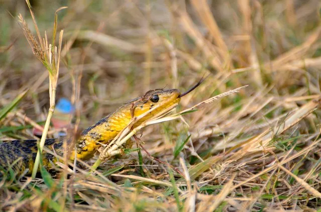 A snake can be seen in a grassland area of Maidan in Kolkata, India, 31 December, 2021. (Photo by Indranil Aditya/NurPhoto via Getty Images)