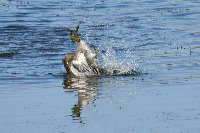 A frog hopping onto a duck in Franfurt, Germany. (Photo by Gerlinde Beyer/Barcroft Images/Animal Press)