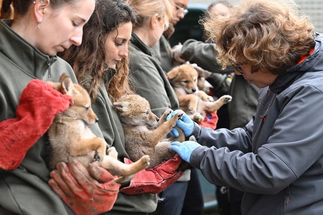 Sainte-Croix staff members hold coyotes cubs born on March 28, 2024, during their first medical examination and electronic tagging, at the Sainte-Croix animal park in Rhodes, eastern France on May 16, 2024. Two females and two males newborn coyotes have been weighed, examined, tagged and dewormed. (Photo by Jean-Christophe Verhaegen/AFP Photo)