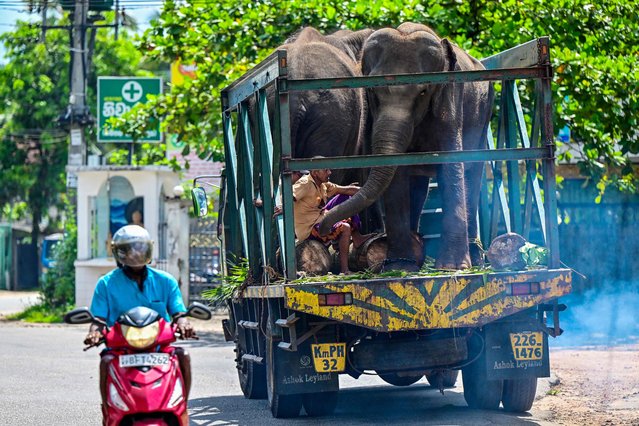 Sri Lankan elephants are transported on a truck in Biyagama on April 18, 2024. (Photo by Ishara S. Kodikara/AFP Photo)