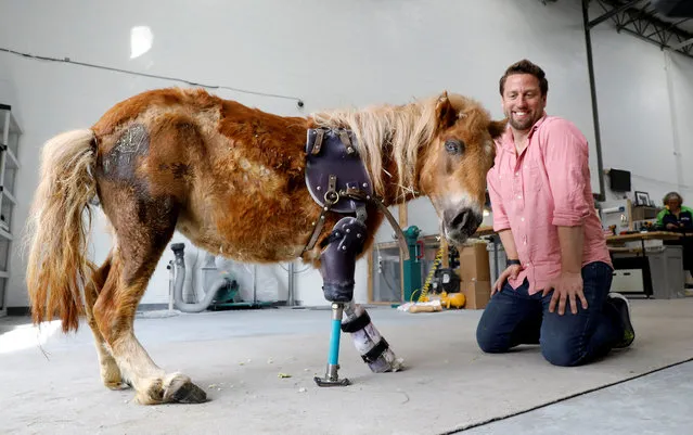 Derrick Campana kneels beside Angel Marie, a three legged mini horse who wears a prosthetic leg made by Campana, at Animal Ortho Care in Sterling, Virginia, U.S., March 27, 2017. (Photo by Kevin Lamarque/Reuters)