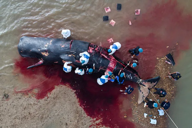 Veterinarians perform an autopsy on a dead Sperm whale at Lanta island in Krabi province, Thailand, July 3, 2019. (Photo by Sirachai Arunrugstichai/Reuters)