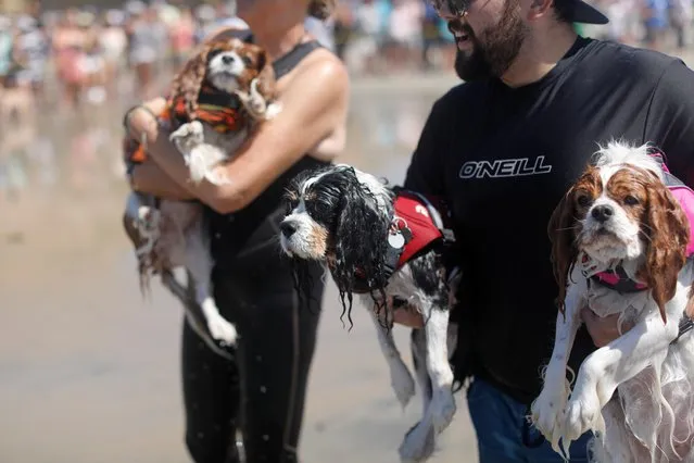 Wet dogs watch from the beach after competing in the 14th annual Helen Woodward Animal Center “Surf-A-Thon” where more than 70 dogs competed in five different weight classes for “Top Surf Dog 2019” in Del Mar, California, U.S., September 8, 2019. (Photo by Mike Blake/Reuters)