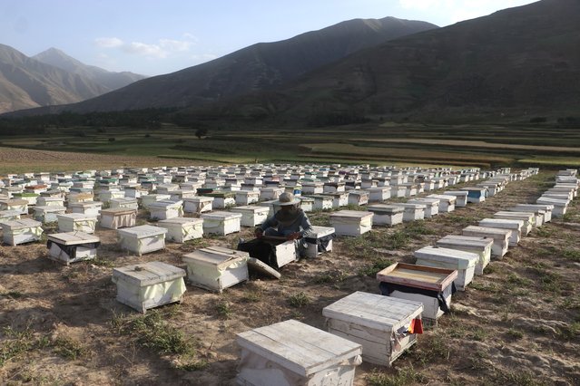 An Afghan beekeeper inspects the honeybees at a field in Khash district of Badakhshan province on July 8, 2024. (Photo by Omer Abrar/AFP Photo)