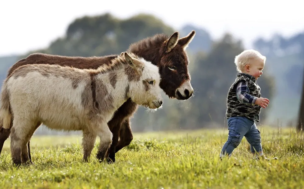 Miniature Donkeys Are the Best Friend Anyone Ever Had