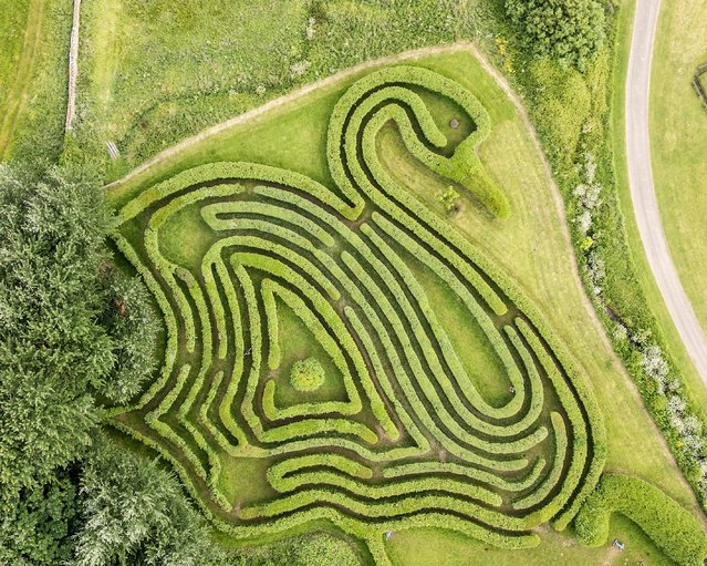 A willow maze requires three days of trimming to get it ready for the summer at Abbotsbury Swannery in Dorset early June 2024, where the groundsman must cover two miles of 8ft-high shrubbery to maintain it, only to repeat it every three weeks. (Photo by Zachary Culpin/Bournemouth News)