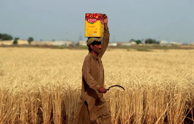 A farmer carries a container on his head while working on a field on the outskirts of Islamabad, Pakistan, May 6, 2016. (Photo by Faisal Mahmood/Reuters)
