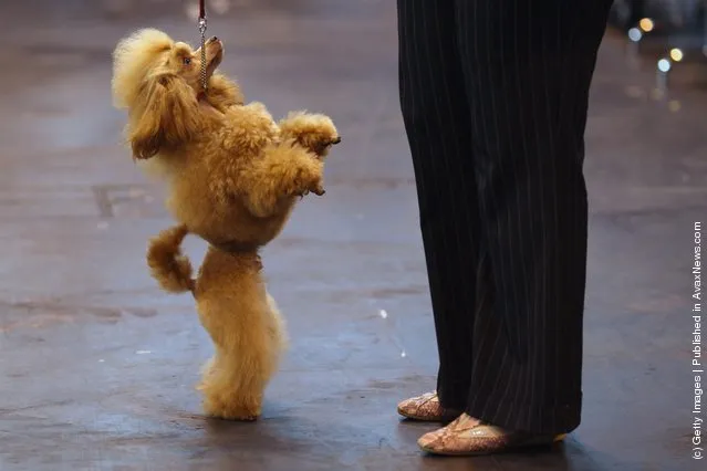 A Poodle stands on it's back legs on Day one of Crufts at the Birmingham NEC Arena