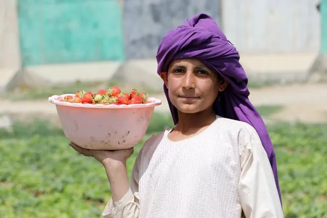 An Afghan Laborer sorts strawberries at a farm in Kandahar, Afghanistan, 13 April 2022. There is a high demand for the fruit in the markets as farmers continue to cultivate berries. Officials of the Agriculture Department expect that the province will grow about 150 metric tons of the berries by the end of the year. (Photo by EPA/EFE/Stringer)