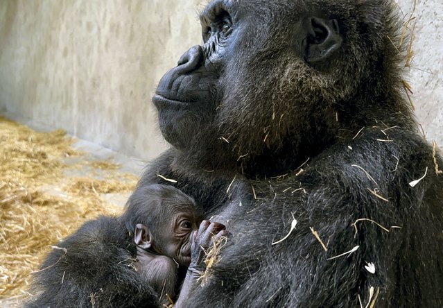 This photo made available by the Detroit Zoo, shows an unnamed baby gorilla is the first to be born at the Detroit Zoo, arriving Thursday, August 8, 2024 and joining a troop of four including mother Bandia and father Mshindi. (Phoot by Detroit Zoo via AP Photo)