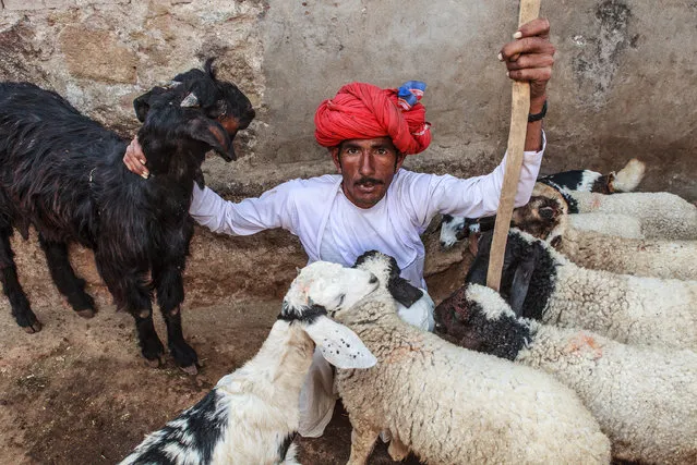 “In good company”. The shepherds of Korta Village in Rajasthan. Photo location: Korta, Rajasthan, India. (Photo and caption by Sreeranj Sreedhar/National Geographic Photo Contest)