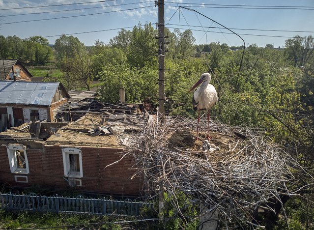 A picture taken with a drone shows a stork's nest in front of a building that was previously damaged amid the Russian invasion of Ukraine, in the Zolochiv settlement of the Kharkiv's area, Ukraine, 14 May 2023. Russian troops carried out S-300 missile strikes on Kharkiv and the Zolochiv settlement in the Kharkiv district on the night between 13 and 14 May. Some buildings and a transport infrastructure were damaged, the head of the Kharkiv Regional Civil-Military Administration Oleg Synegubov announced on 14 May. No victims were reported. (Photo by Sergey Kozlov/EPA/EFE)