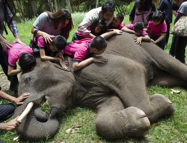 A picture made available on 31 May 2016 shows young male elephant named Plai Kwan Mueang lying down to interact with students with disabilities during the Elephant Education Program for Blind and Disable Children at the Thai Elephant Research and Conservation Fund in Pak Chong district of Nakhon Ratchasima province, Thailand, 25 May 2016. (Photo by Rungroj Yongrit/EPA)