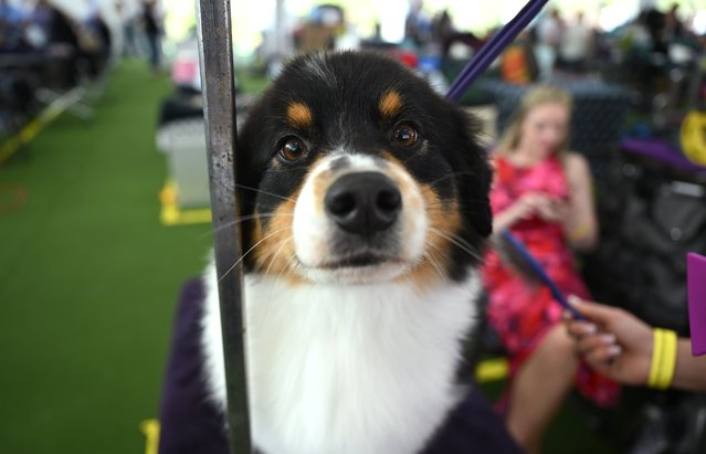 A dog is being brushed at the 147th Annual Westminster Dog Show at Arthur Ashe Stadium in New York City, United States on May 08, 2023. The animals and their owners as they are prepared for the competition. The winner of the competition will be announced on Tuesday. (Photo by Lokman Vural Elibol/Anadolu Agency via Getty Images)