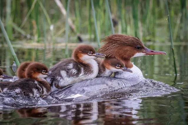 Pictured is a Goosander family on the River Ouse in Milton Keynes, Buckinghamshire on May 2, 2022. The female Goosander with chicks riding her back. (Photo by Jo Angell/pictureexclusive.com)