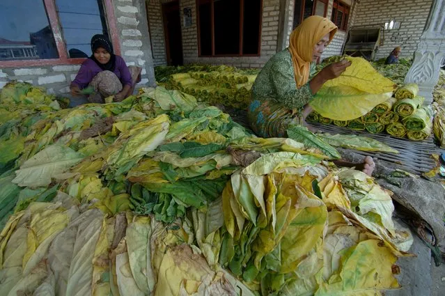 Workers roll tobacco leaves before chopping them into pieces in front of their house in Pamekasan, Indonesia's East Java province, August 5, 2015 in this photo taken by Antara Foto. (Photo by Saiful Bahri/Reuters/Antara Foto)