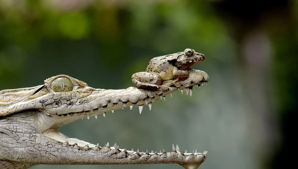 Frog Perched On The Crocodile