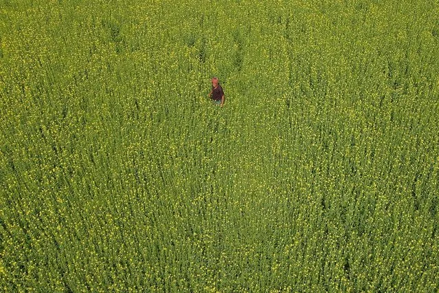 In this aerial photo a farmer works in a field in Karanigonj on the outskirts of Dhaka, Bangladesh on January 27, 2022. (Photo by Munir Uz Zaman/AFP Photo)